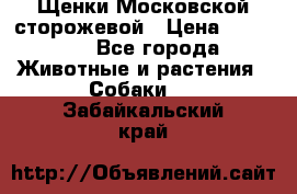 Щенки Московской сторожевой › Цена ­ 35 000 - Все города Животные и растения » Собаки   . Забайкальский край